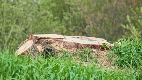 Fresh stump on edge of small forest. Stock Footage 197328621