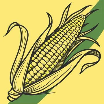 Fresh Stylized Sweet Corn Cob Graphic Icon Stock Illustration