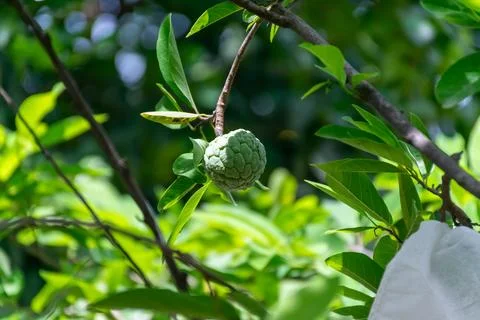 Fresh Sugar Apple Growing on Tree Stock Photos