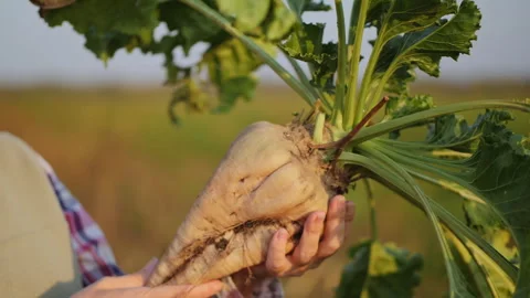 Fresh sugar beet harvest in field Stock Footage 315641953