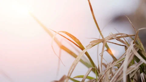 Fresh Sugar Cane Stock Footage 35802105