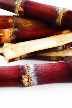 Fresh sugar cane Stock Photos