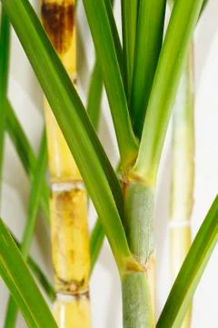 Fresh Sugar Cane Stock Photos