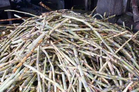 Fresh sugar cane Stock Photos