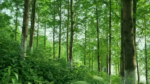 Fresh Summer Forest Greenery 4K Scenic View Stock Footage 341858818
