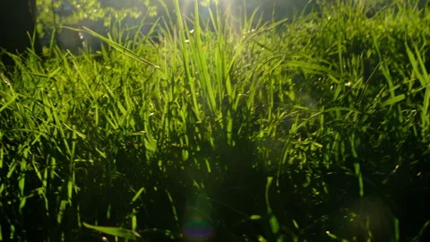 Fresh summer grass, rays at sunset, colour, bright green background Stock Footage 275618799