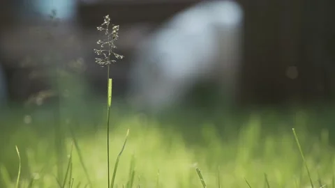 Fresh summer green grass at forest park closeup. Natural environment lawn field Stock-Footage 167333994