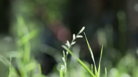 Fresh summer green grass at forest park closeup. Natural environment lawn field Stock Footage 167975344