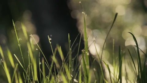Fresh summer green grass at forest park closeup. Natural environment lawn field Stock Footage 167975554