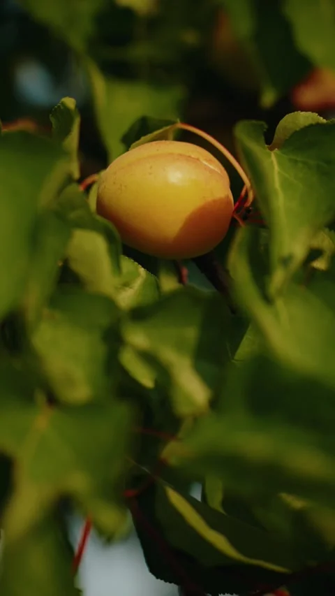Fresh summer organic apricots on the tree Видео 339370026