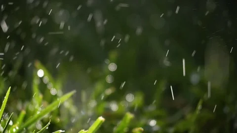 Fresh Summer Rain Falling Stock Footage 77555661