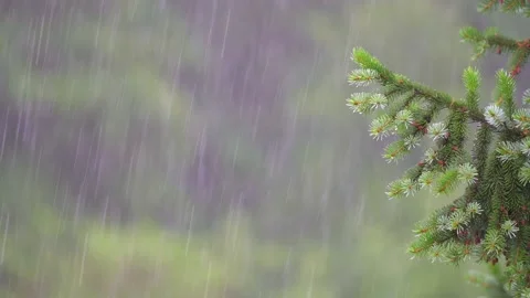 Fresh summer rain, trees on background, selective focus. Stock Footage 156979052