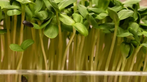 Fresh sunflower microgreen. Stock Footage 138160261
