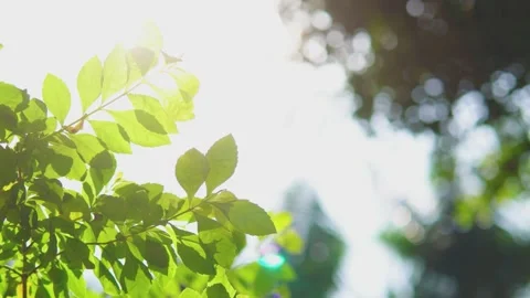 Fresh Sunlit Tree Leaves with Dappled Light and Shadow Stock Footage 341856589