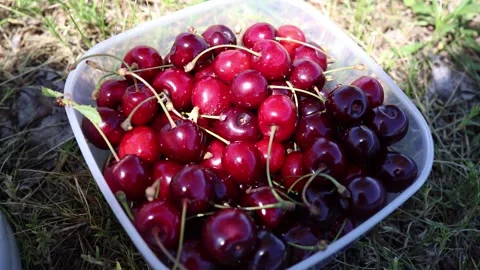 Fresh sweet cherries in harvest container Stock Footage 336490079