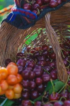 Fresh sweet cherries spilling from rustic wicker basket at traditional summ.. Foto stock