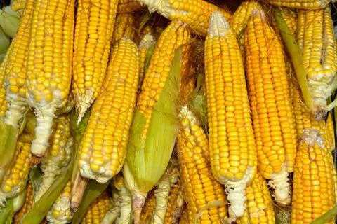 Fresh sweet corn background Stock Photos