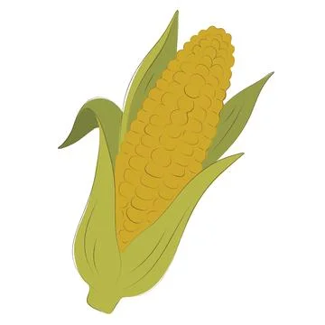Fresh sweet corn cob hand-drawn flat illustration Stock Illustration