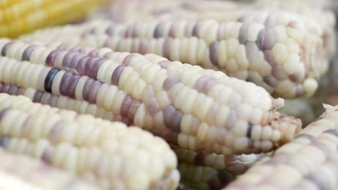 Fresh sweet corn cobs being handled with tongs Stock Footage 336230063