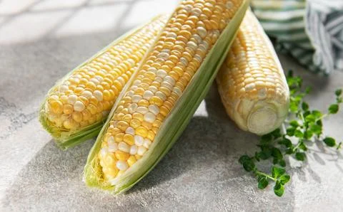 Fresh sweet corn cobs displaying yellow kernels Stock Photos