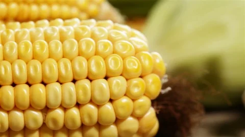 Fresh sweet corn cobs Stock Footage 81198707