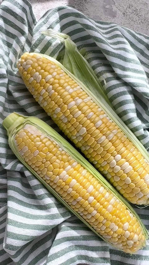 Fresh sweet corn cobs on a striped kitchen towel Stock Footage 342831383