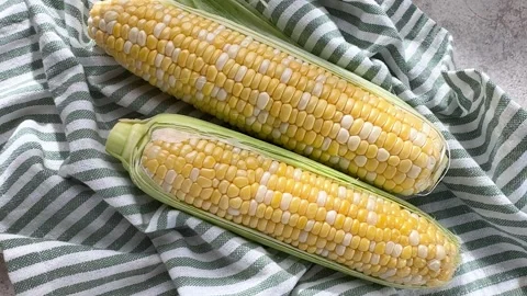 Fresh sweet corn cobs on a striped kitchen towel Stock Footage 343624812
