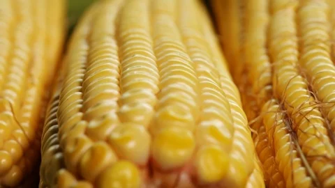 Fresh sweet corn cobs on the table Video stock 81118566
