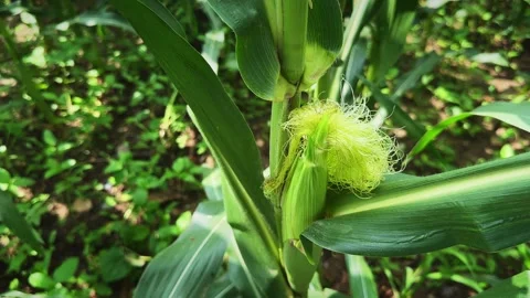Fresh Sweet Corn Ear With Green Silk on Maize Plant Top View Static Close Up Stock Footage 340976380