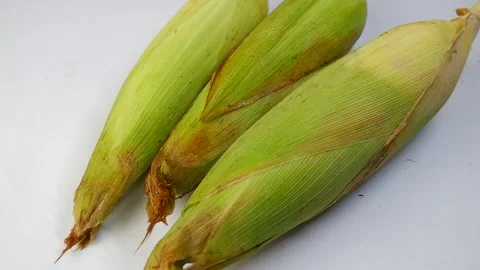 Fresh Sweet Corn Stock Footage 302404941