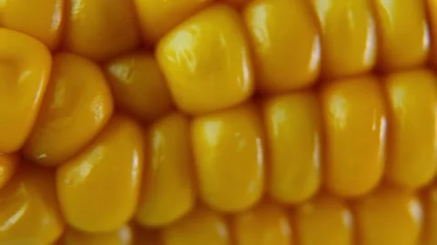 Fresh Sweet Corn Kernels Macro Texture with Horizontal Camera Slide. Stock Footage 340028502
