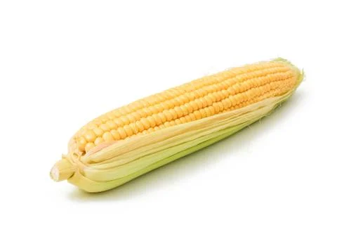 Fresh sweet corn maize on white background isolated Agriculture farming agronomy Stock Photos