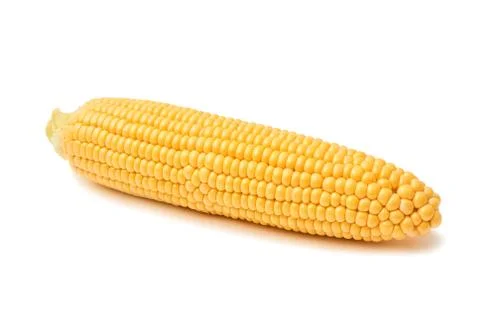 Fresh sweet corn maize on white background isolated Agriculture farming agronomy Stock Photos