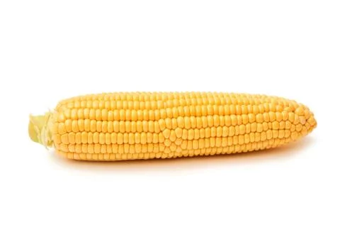 Fresh sweet corn maize on white background isolated Agriculture farming agronomy Stock Photos