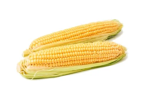 Fresh sweet corn maize on white background isolated Agriculture farming agronomy Stock Photos
