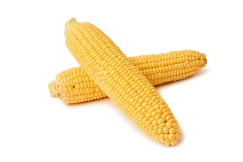 Fresh sweet corn maize on white background isolated Agriculture farming agronomy Stock Photos