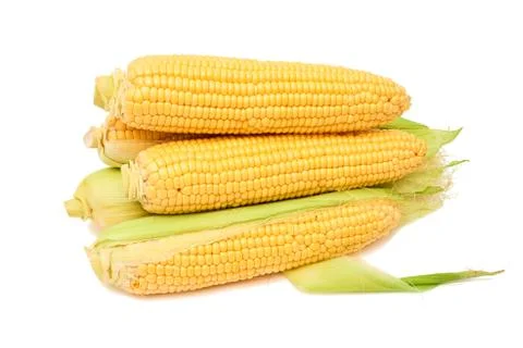 Fresh sweet corn maize on white background isolated Agriculture farming agronomy Stock Photos