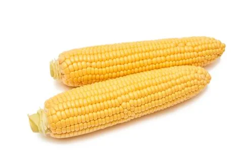 Fresh sweet corn maize on white background isolated Agriculture farming agronomy Stock Photos