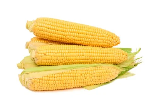 Fresh sweet corn maize on white background isolated Agriculture farming agronomy Stock Photos