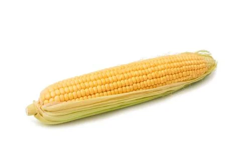 Fresh sweet corn maize on white background isolated Agriculture farming agronomy Stock Photos