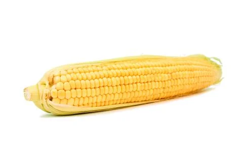 Fresh sweet corn maize on white background isolated Agriculture farming agronomy Stock Photos
