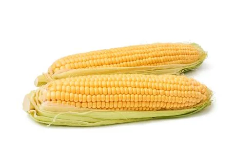 Fresh sweet corn maize on white background isolated Agriculture farming agronomy Stock Photos