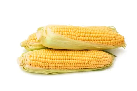Fresh sweet corn maize on white background isolated Agriculture farming agronomy Stock Photos
