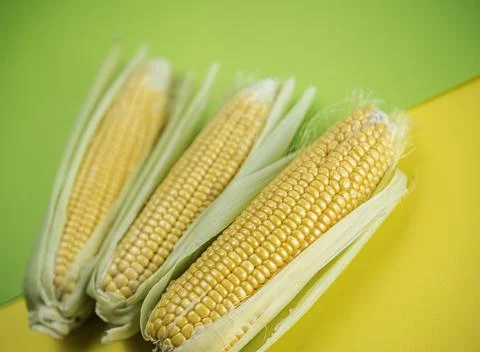 Fresh sweet corn 写真素材