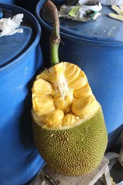 Fresh sweet jackfruit segment ready for eat. Cutting jackfruit. Tropical fruit. Foto stock