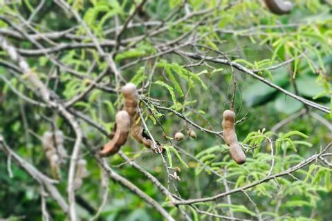 Fresh Tamarind Fruit on Tree with Selective Focus Stock Photos