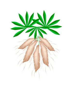 Fresh Tapioca Plants Cassava on White Background Stock Illustration