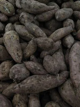 Fresh tapiocas Foto stock