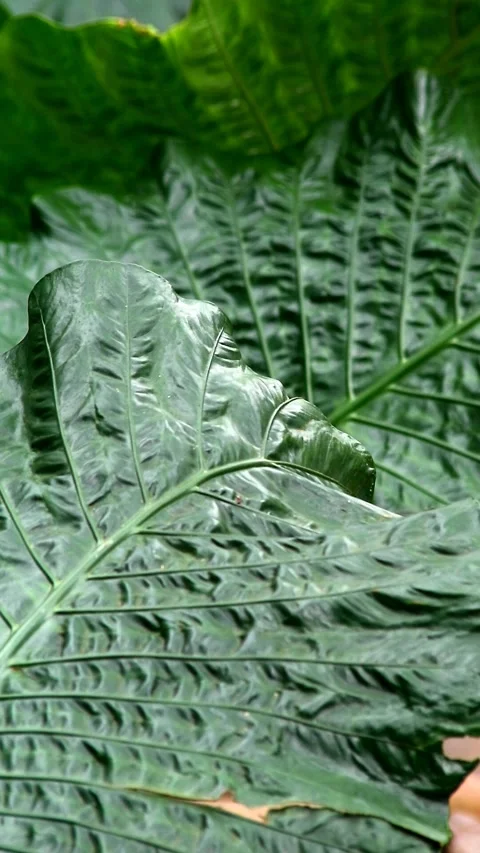 Fresh taro leaf close up shot Stock Footage 297162385