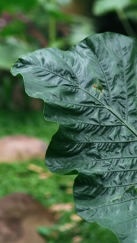 Fresh taro leaf close up shot Video stock 297162386